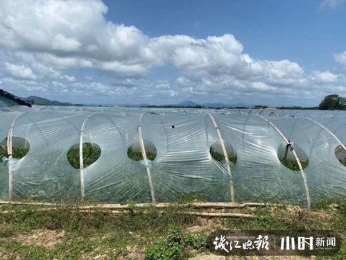 二瓜今日价格行情海南,价格波动与市场动态一览