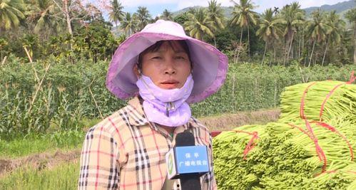 今日瓜菜最新报价,新鲜报价一览，价格波动揭秘