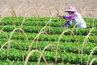 海南今日冬季瓜菜报价表,丰富品种，价格亲民，暖冬美食新选择