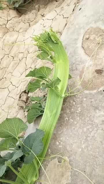 郑州万邦吊秧瓜今日报价,行情稳中向好