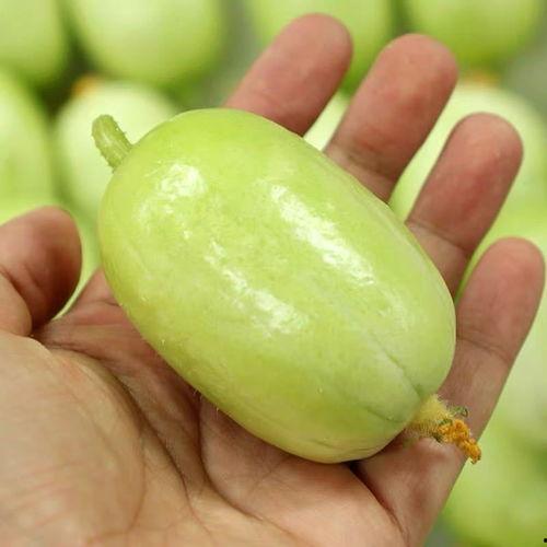 山东小瓜今日价格,今日行情一览