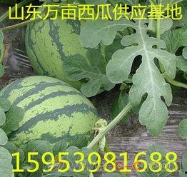 山东小瓜今日价格,今日行情一览