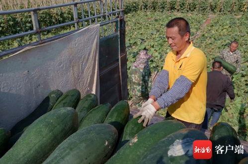 崖城今日瓜菜价格表,新鲜实惠，市民抢购热潮