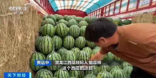 中牟万邦小掉瓜今日价格,价格行情一览”