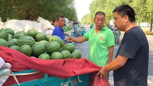 中牟万邦小掉瓜今日价格,价格行情一览”