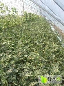 砀山小白瓜今日 价格行情,涨跌波动，市场动态一览