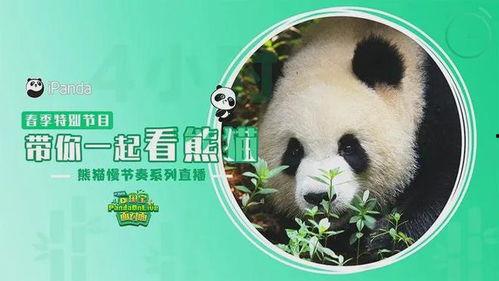 熊猫明星网红是谁啊,揭秘网络红星的魅力与影响力
