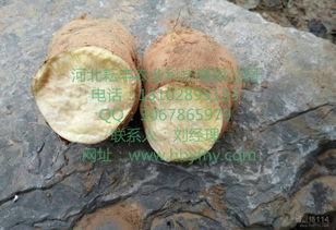 山东今日553地瓜价格,今日行情一览