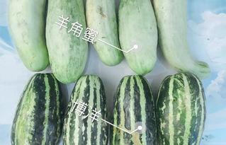 龙阳瓜今日价位,探寻夏日消暑佳品的新行情