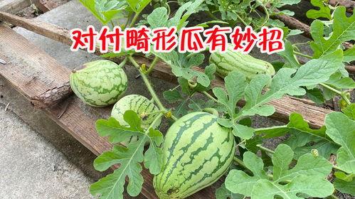 昆明小圆瓜今日行情,价格波动，市场供需分析