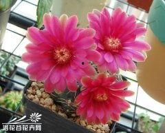 明星网红仙人掌图片,明星效应下的植物新宠