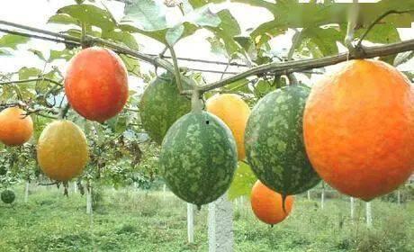 山东今日吊瓜价格,市场行情实时解析