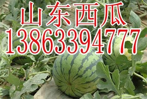 山东今日吊瓜价格,市场行情实时解析