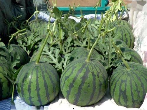 山东今日吊瓜价格,市场行情实时解析