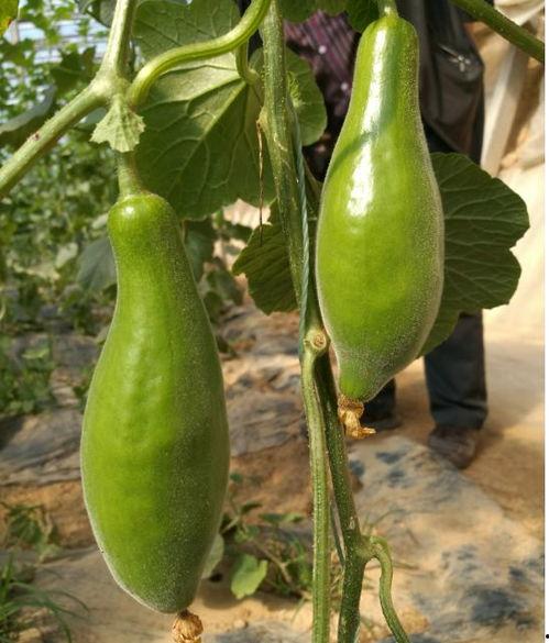 今日果瓜价格,丰硕上市，实惠来袭！