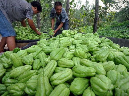 今日果瓜价格,丰硕上市，实惠来袭！