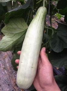 今日吃瓜每天更新网红,今日吃瓜，揭秘网红圈最新动态