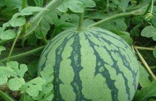 大悟今日吃瓜详情,揭秘网络热点背后的真相