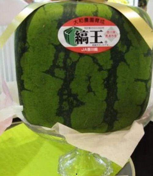 大悟今日吃瓜详情,揭秘网络热点背后的真相