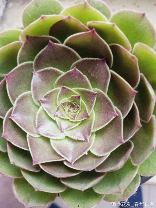 养多肉的明星网红,养植美学与生活态度的完美融合