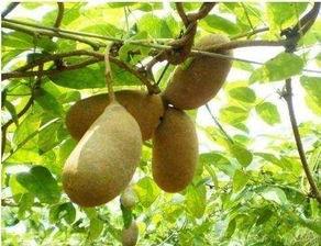 八月瓜厦门今日头条,今日头条带你探秘果香四溢的夏日美味