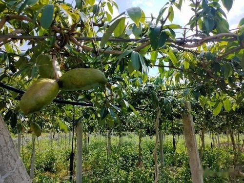 八月瓜厦门今日头条,今日头条带你探秘果香四溢的夏日美味