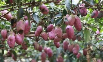 八月瓜厦门今日头条,今日头条带你探秘果香四溢的夏日美味