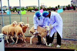 甘肃瓜州今日疫情情况,最新防控措施与疫情概况速览