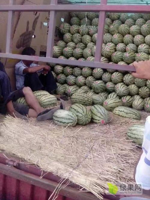 太原麒麟瓜今日价格,品质佳品，价格亲民