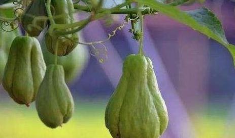 成都今日佛手瓜批发价