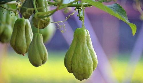 成都今日佛手瓜批发价