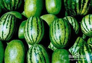 滨海美都无籽瓜今日价格,价格行情一览”