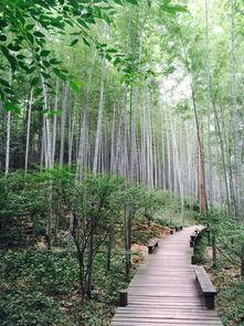 杭州云栖竹径明星网红,杭州网红打卡地，明星同款美景揭秘”