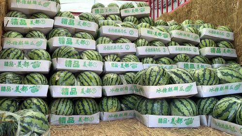 郑州万邦麒麟瓜今日价格,品质之选，价格亲民