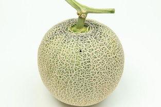 今日甜王瓜价格多少钱一斤,行情波动，一斤多少钱？