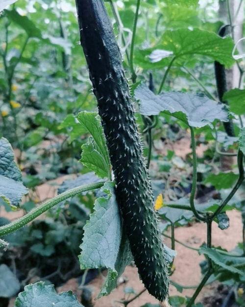 今日头条种植瓜品种,探索今日头条推荐的优质瓜类种植品种