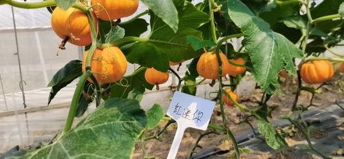 今日头条种植瓜品种,探索今日头条推荐的优质瓜类种植品种